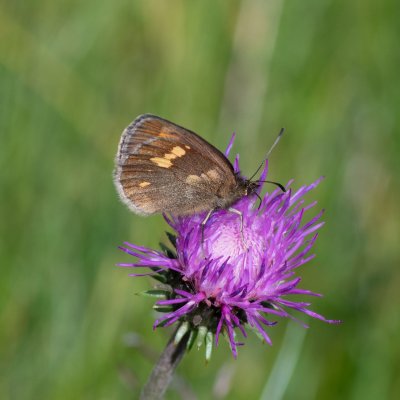 Erebia manto (okáč skvrnitý), IT, Pfelders - Plan, Jižní Tyrolsko