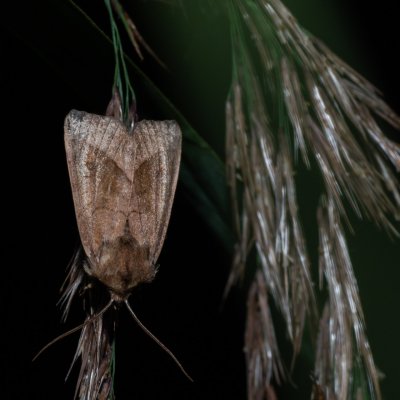 Hydraecia micacea (šedavka luční), PP Střelická bažinka