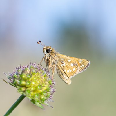 Hesperia comma (soumračník čárkovaný), PP Černice