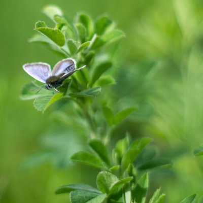 Plebejus argus (modrásek černolemý), Žebětín