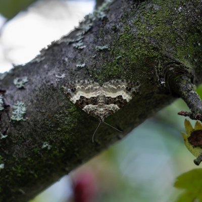 Epirrhoe alternata (píďalka obecná), Lichnov