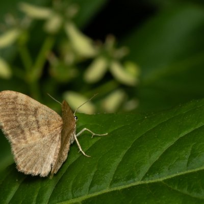 Euchoeca nebulata (šedokřídlec olšový), Augšperský potok