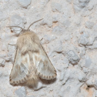 Dyspessa ulula (drvopleň cibulový), HR, Jablanac