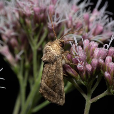Hydraecia micacea (šedavka luční), PP Střelická bažinka