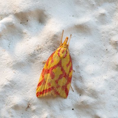 Hypercallia citrinalis (krásněnka žlutočervená), IT, Toblach, Jižní Tyrolsko