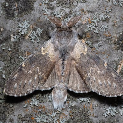 Stauropus fagi (hranostajník bukový), Hády - lesní lom