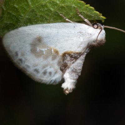 Cilix glaucata (srpokřídlec trnkový), u PP Černice