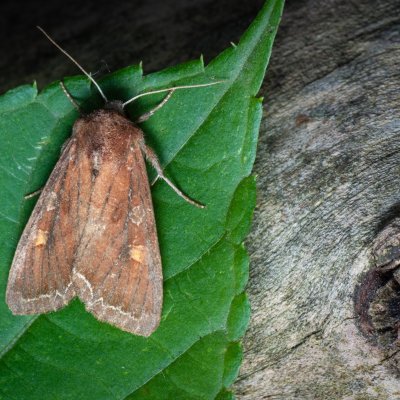 Lacanobia oleracea (můra kapustová), Nebovidy