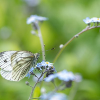 Pieris napi (bělásek řepkový), PR Bosonožský hájek