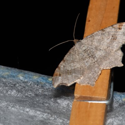 Macaria alternata (kropenatec dubový), Kobylí