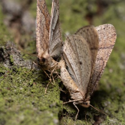 Agriopis marginaria (tmavoskvrnáč habrový), Žebětín