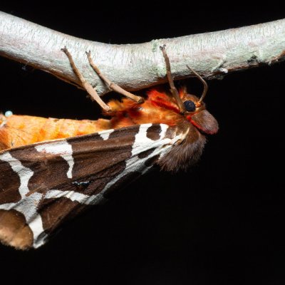 Arctia caja (přástevník medvědí), Březina