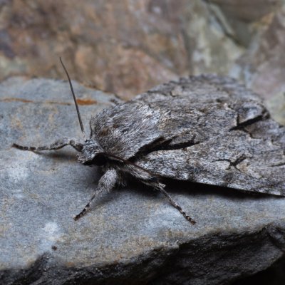 Acronicta psi (šípověnka trnková), Hády