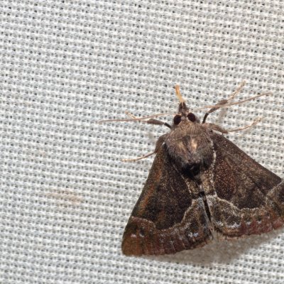 Hypena crassalis (zobonosec borůvkový), NPR Radostínské rašeliniště