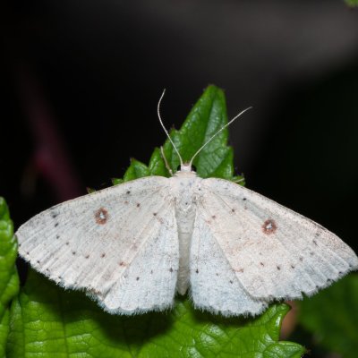 Cyclophora albipunctata (očkovec olšový), Říčky