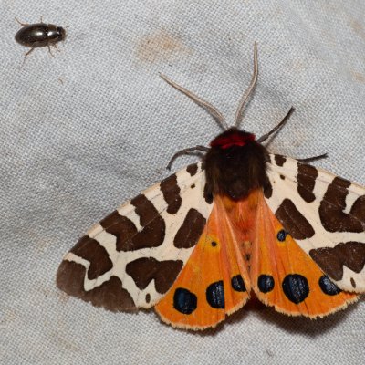 Arctia caja (přástevník medvědí), Hrabětice