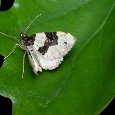 Cosmorhoe ocellata (píďalka očkovaná), Žebětín