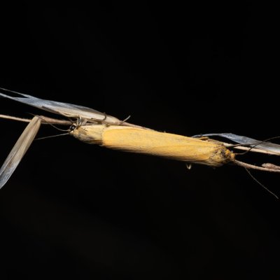 Eilema pygmaeola (lišejníkovec běločelný), PP Černice