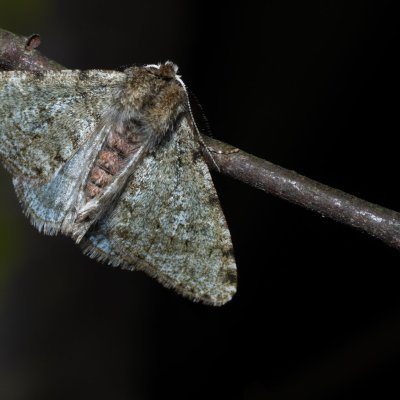 Phigalia pilosaria (drsnokřídlec hrušňový), Kývalka