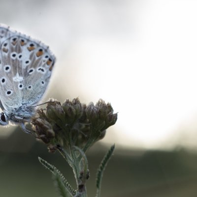 Polyommatus coridon (modrásek vikvicový), PR Kamenný vrch