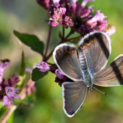 Plebejus argyrognomon (modrásek podobný), Vilémovice