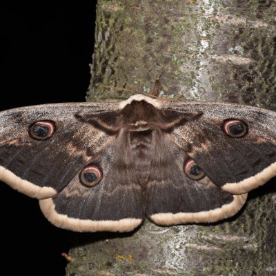 Saturnia pyri (martináč hrušňový), PR Kamenný vrch