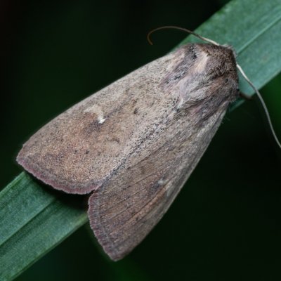 Mythimna ferrago (plavokřídlec bledoskvrnný), Žebětín