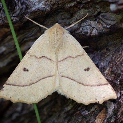 Crocallis elinguaria (zejkovec lesní), SK, Štôla