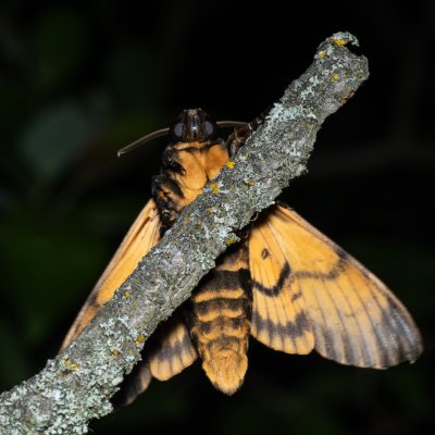 Acherontia atropos (lišaj smrtihlav), Hády