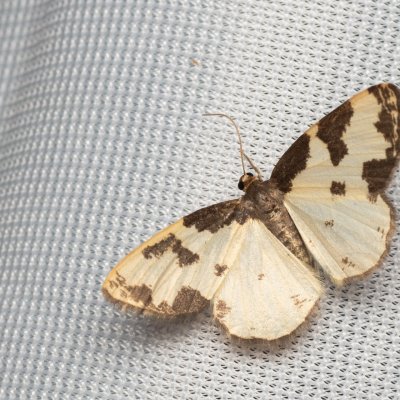Lomaspilis marginata (skvrnopásník lískový), NPP Váté písky