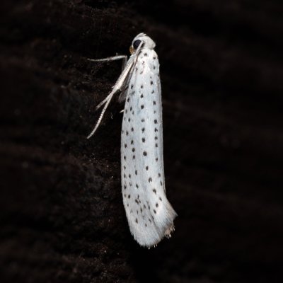 Yponomeuta evonymella (předivka zhoubná), SK, Štôla