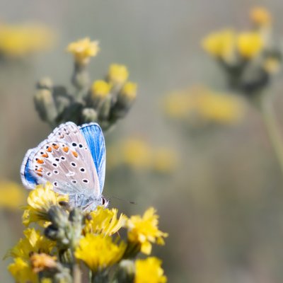 Polyommatus bellargus (modrásek jetelový), PR Kamenný vrch