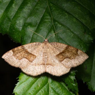 Plagodis pulveraria (kropenatec vrbový), Žebětín