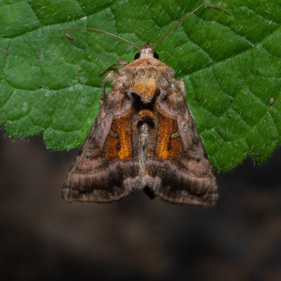 Autographa jota (kovolesklec hluchavkový), Kateřinská jeskyně