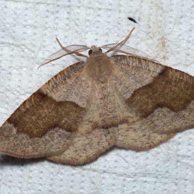 Plagodis pulveraria (kropenatec vrbový), Augšperský potok