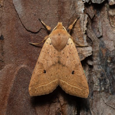 Agrochola macilenta (polnice buková), Žebětín