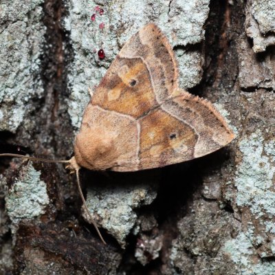 Cosmia trapezina (blýskavka dravá), Žebětín