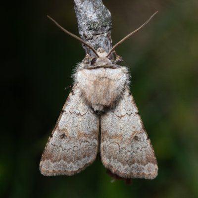 Agrotis cinerea (osenice popelavá), PR Kamenný vrch