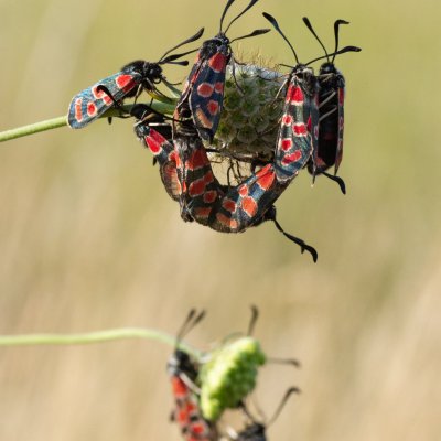 Zygaena carniolica (vřetenuška ligrusová), PP Černice