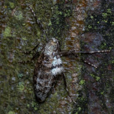 Operophtera brumata (píďalka podzimní), Stará dálnice, Brno