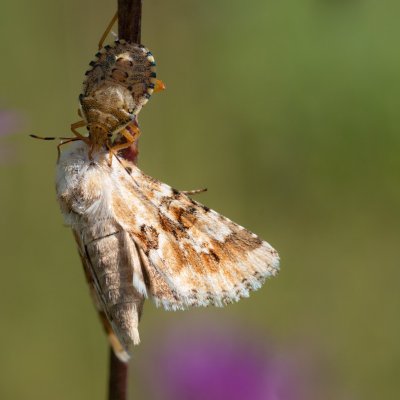 Eremobia ochroleuca (travařka okrová), Hády