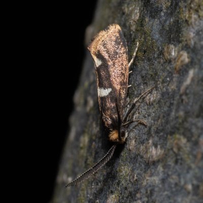 Incurvaria sp., Žebětín