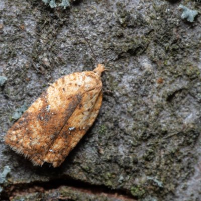 Acleris sp., Kývalka