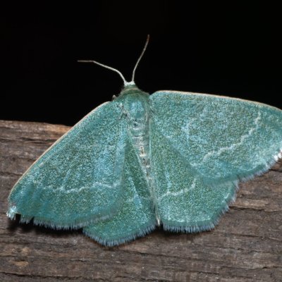 Chlorissa viridata (zelenopláštník hlohový), NPP Malhotky