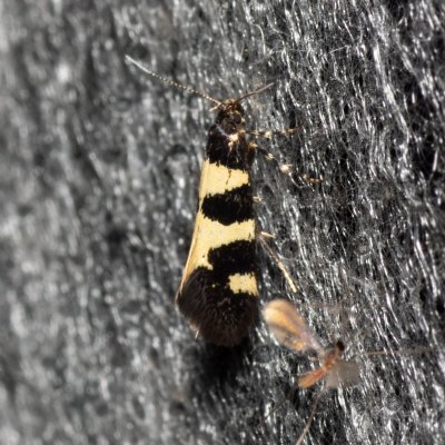 Denisia augustella (-), Kývalka