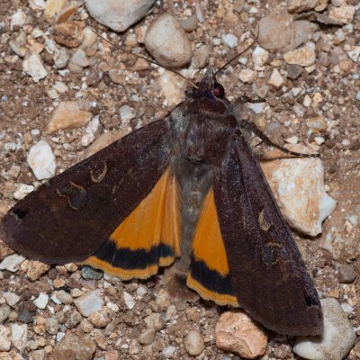 Noctua pronuba (osenice šťovíková), GR, Myrtidion monastery, Korfu