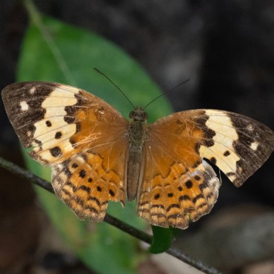 Cupha erymanthis (-), TH, Krabi