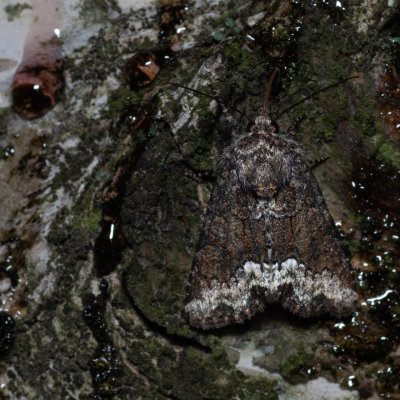 Oligia sp., Zbýšovská halda