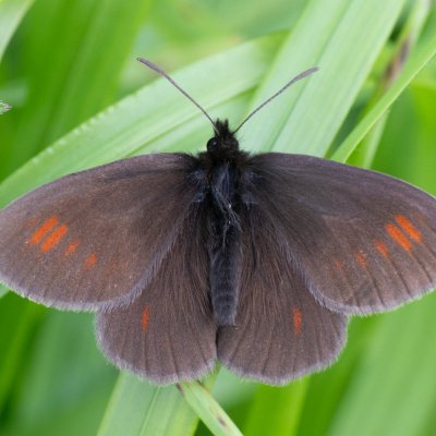 Erebia manto (okáč skvrnitý), IT, Cinque Torri, Jižní Tyrolsko