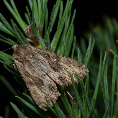 Apamea syriaca (šedavka syrská), PP Černice